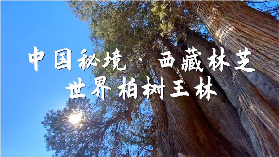 88影视